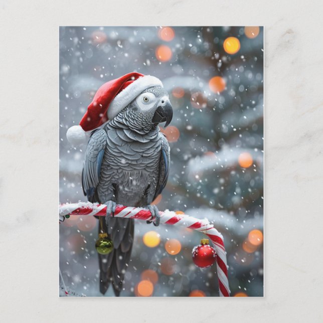 Papegoja Holiday Card — Vinter Vonder  Vykort (Framsida)