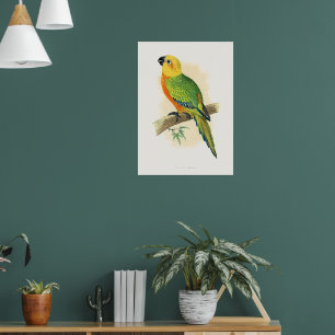Papegoja, Jendaya Conure, Poster