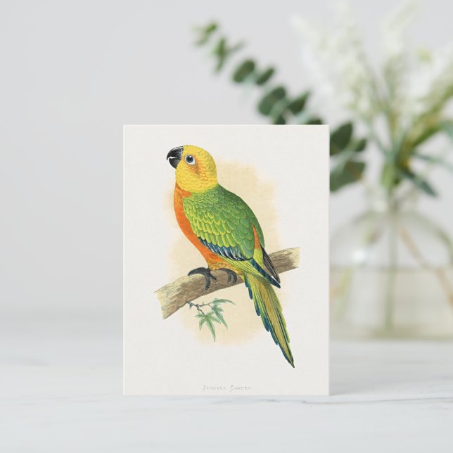 Papegoja, Jendaya Conure, Vykort (Stående Fram)