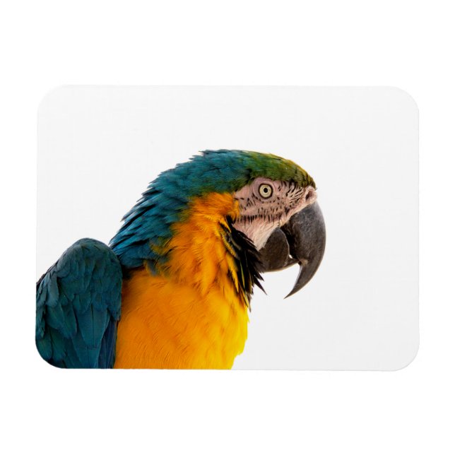 Papegoja Post-it-lappar Magnet (Horisontell)