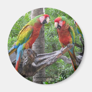 Papegojamagnet Magnet