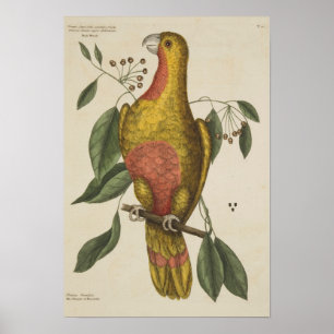 "Papegojan av paradiset ", Poster