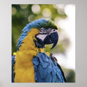 Papegojan profilerar porträtt fotograferar poster