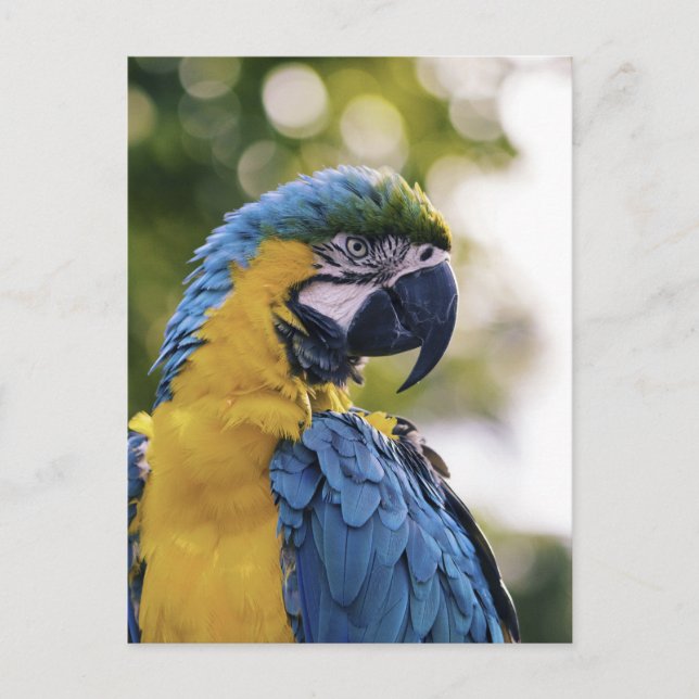 Papegojeprofil Porträtt Fotograf Vykort (Framsida)