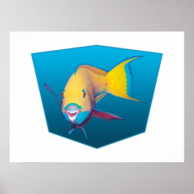 Papegojfisk - Design blå gradientbakgrund |  Poster (Framsidan)