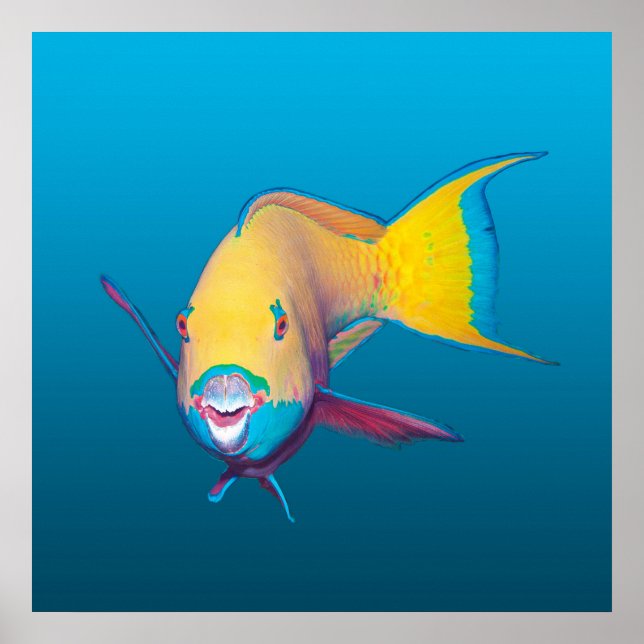 Papegojfisk närbild! Gradient blå bakgrund |  Poster (Framsidan)