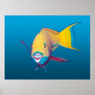 Papegojfisk närbild! Gradient blå bakgrund    Poster