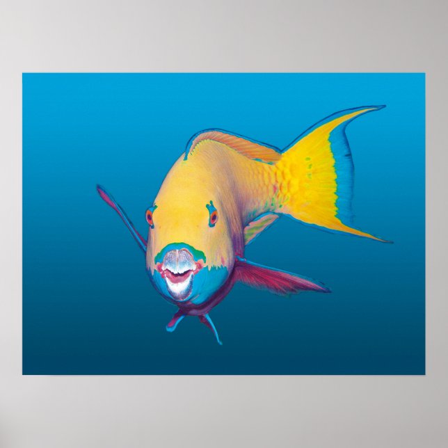 Papegojfisk närbild! Gradient blå bakgrund |  Poster (Framsidan)