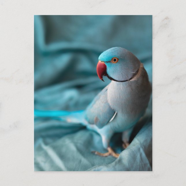 papegojor helg vykort (Framsida)