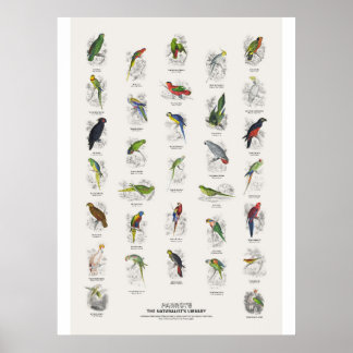 Papegojor - Naturalist's Library Poster