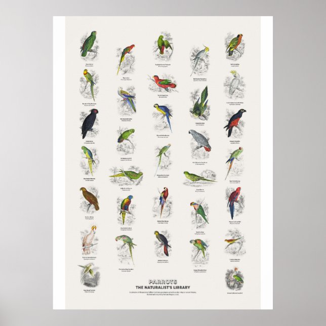Papegojor - Naturalist's Library Poster (Framsidan)