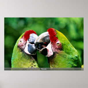 Papegojor Poster