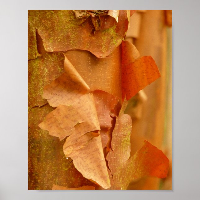 Paperbark Maple Poster (Framsidan)
