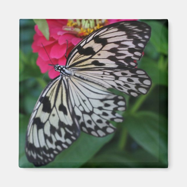 Paperkite Butterfly Magnet (Framsidan)