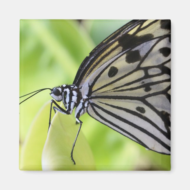 Paperkite Butterfly Magnet (Framsidan)