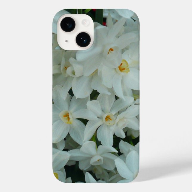 Paperwhite Narcissus delikata vita blommor (Baksida)