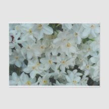 Paperwhite Narcissus delikata vita blommor
