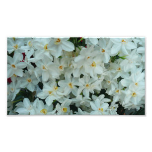Paperwhite Narcissus delikata vita blommor Fototryck
