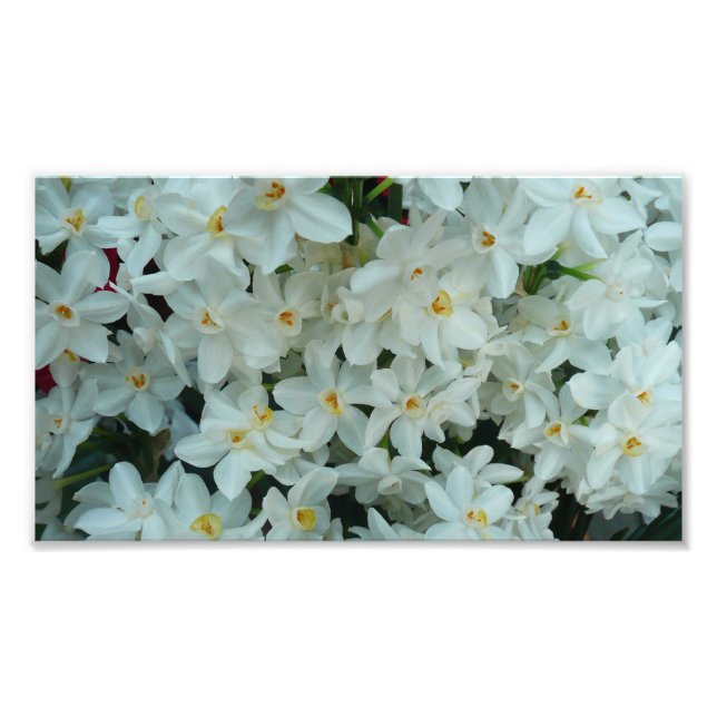 Paperwhite Narcissus delikata vita blommor Fototryck (Framsidan)