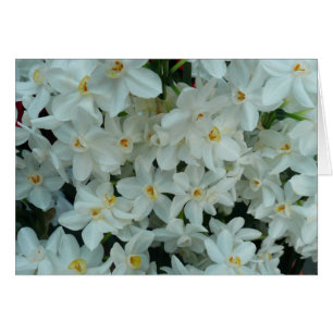 Paperwhite Narcissus delikata vita blommor Hälsningskort