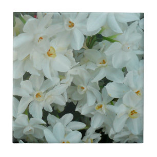 Paperwhite Narcissus delikata vita blommor Kakelplatta