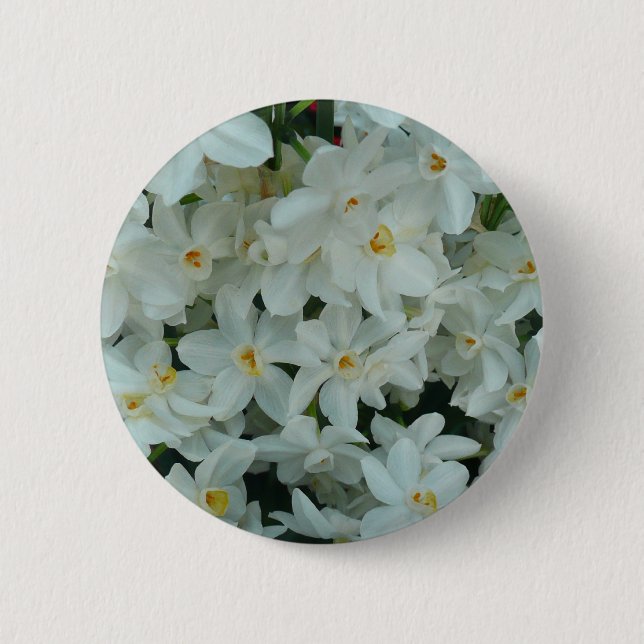 Paperwhite Narcissus delikata vita blommor Knapp (Framsida)