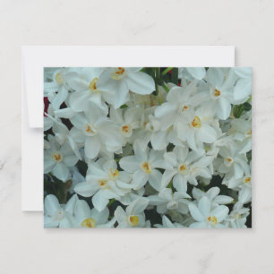 Paperwhite Narcissus delikata vita blommor Kort