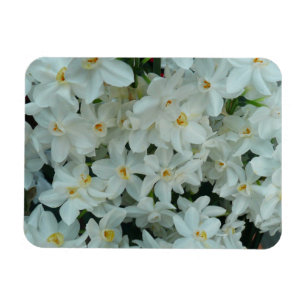 Paperwhite Narcissus delikata vita blommor Magnet
