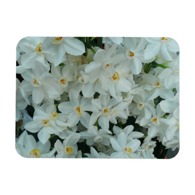 Paperwhite Narcissus delikata vita blommor Magnet (Horisontell)