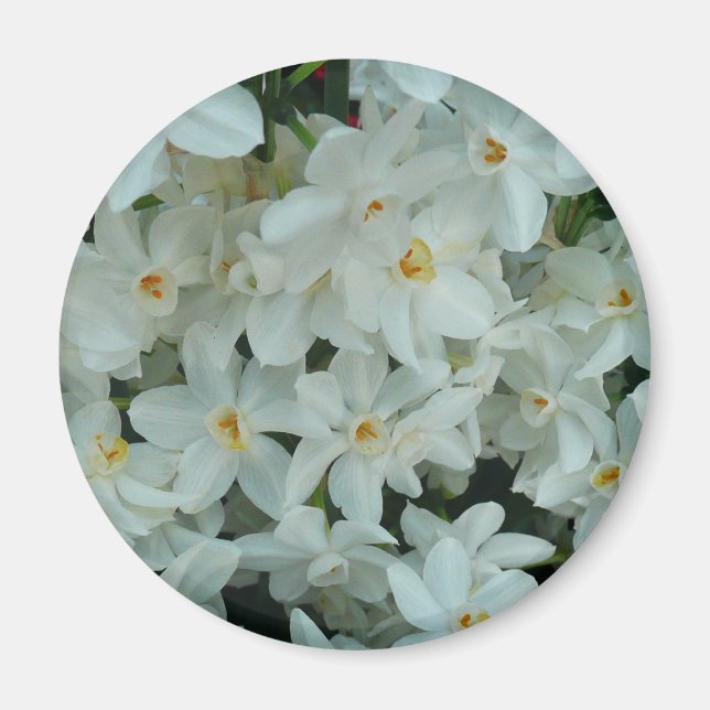Paperwhite Narcissus delikata vita blommor Magnet (Framsidan)
