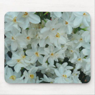 Paperwhite Narcissus delikata vita blommor Musmatta