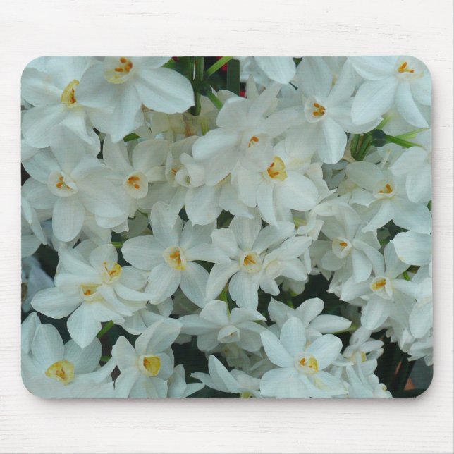 Paperwhite Narcissus delikata vita blommor Musmatta (Framsidan)