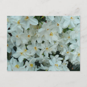 Paperwhite Narcissus delikata vita blommor Vykort