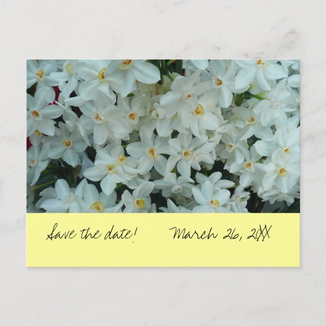 Paperwhite Narcissus "Save the Date" vykort (Framsida)