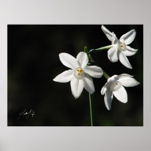 Paperwhites i svart poster