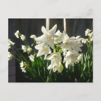 Paperwhites Narcissus Vykort