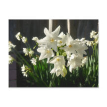 Paperwhites Narcissus