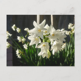Paperwhites Narcissus Vykort