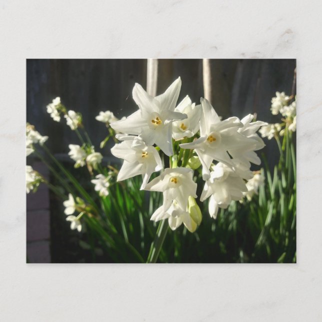 Paperwhites Narcissus Vykort (Framsida)