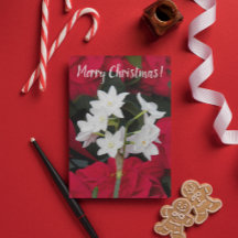 Paperwhites och Red Poinsettias Blommigt jul