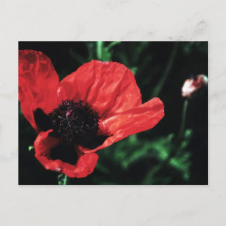 Papery Red Poppy Vykort