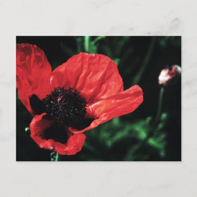 Papery Red Poppy Vykort (Framsida)