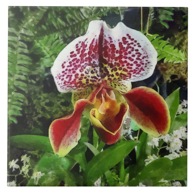Paph Fiordland Sunset Orkidé Kakelplatta (Framsidan)