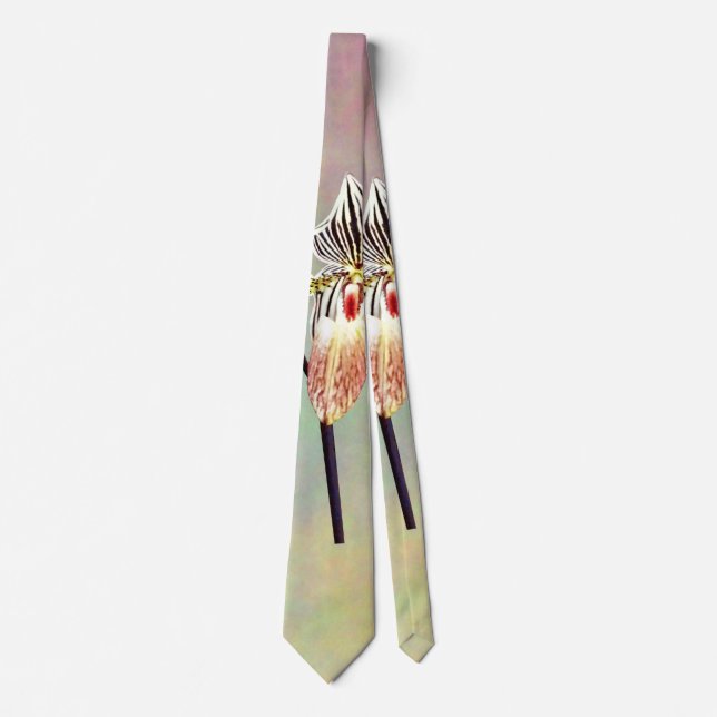 Paph Taiwan Slips (Framsida)