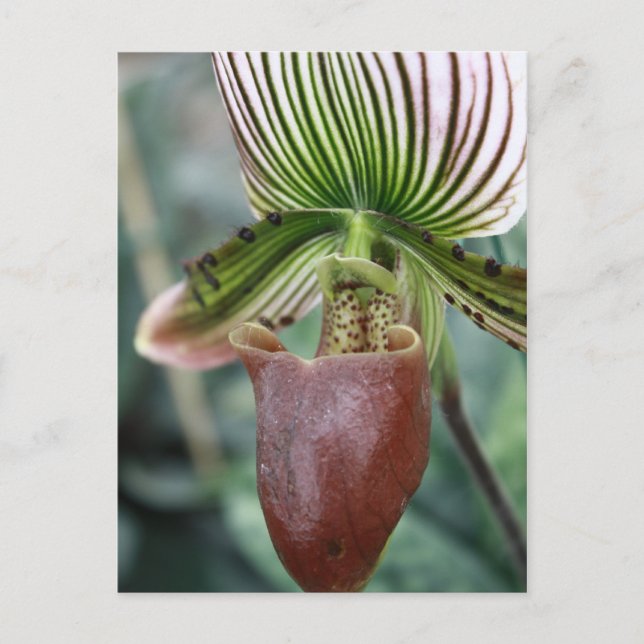 Paphiopedilum dam tochid vykort (Framsida)
