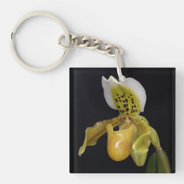 Paphiopedilum Exul (Framsidan)