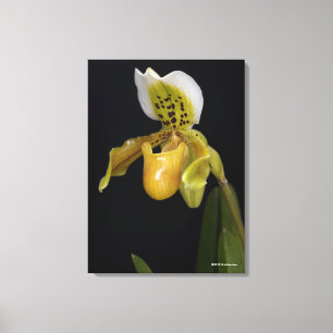 Paphiopedilum Exul Canvastryck