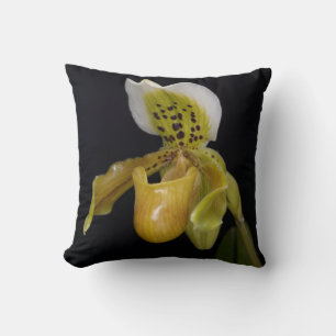 Paphiopedilum Exul Kudde