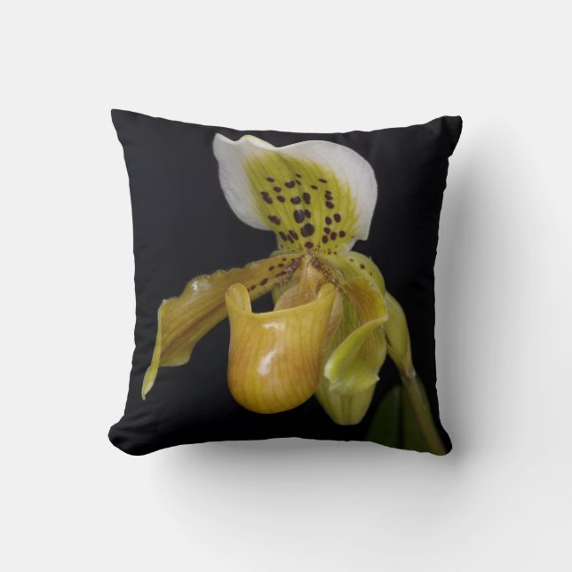 Paphiopedilum Exul Kudde (Framsida)