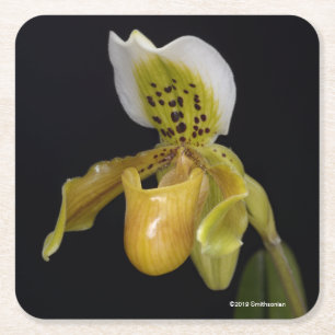 Paphiopedilum Exul Underlägg Papper Kvadrat